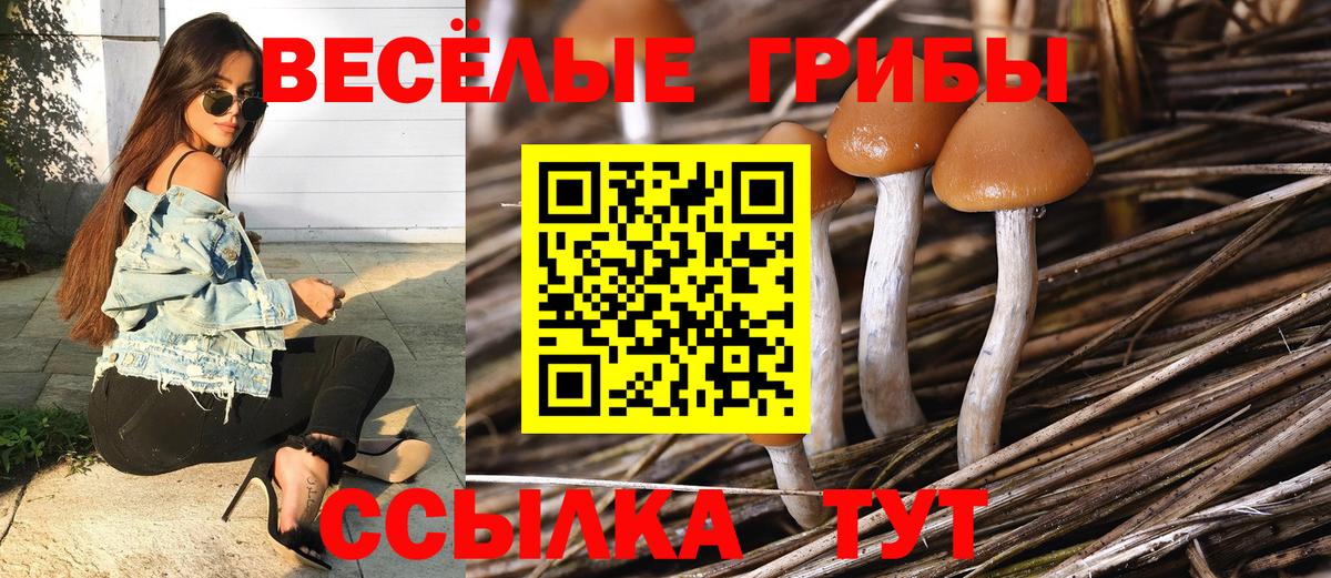 Псилоцибиновые грибы Psilocybe  Вход с VPN  Ессентуки 